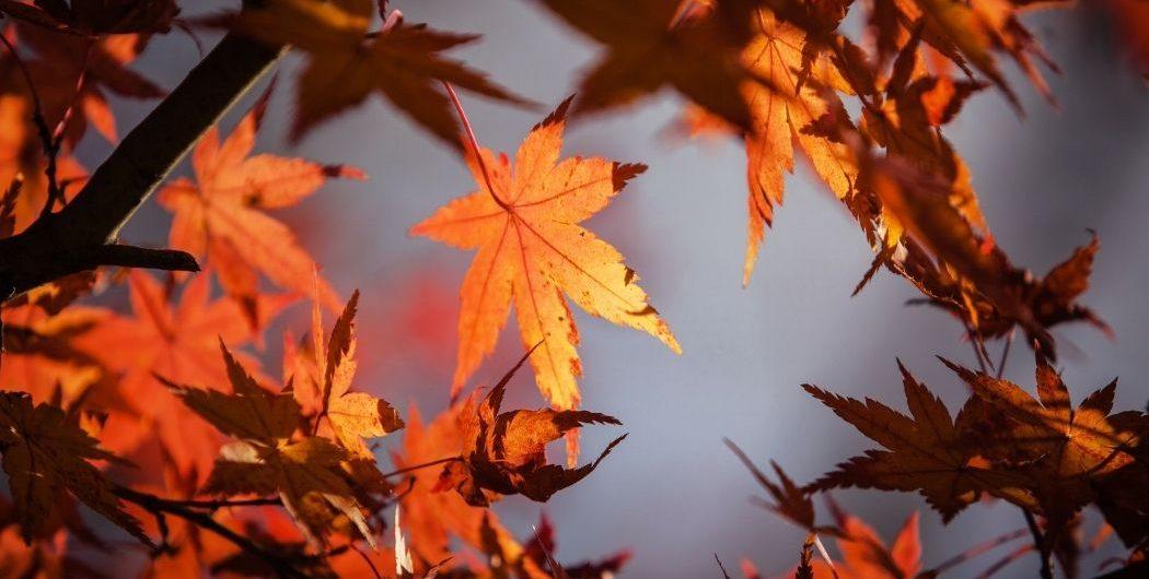 Feuille d'automne